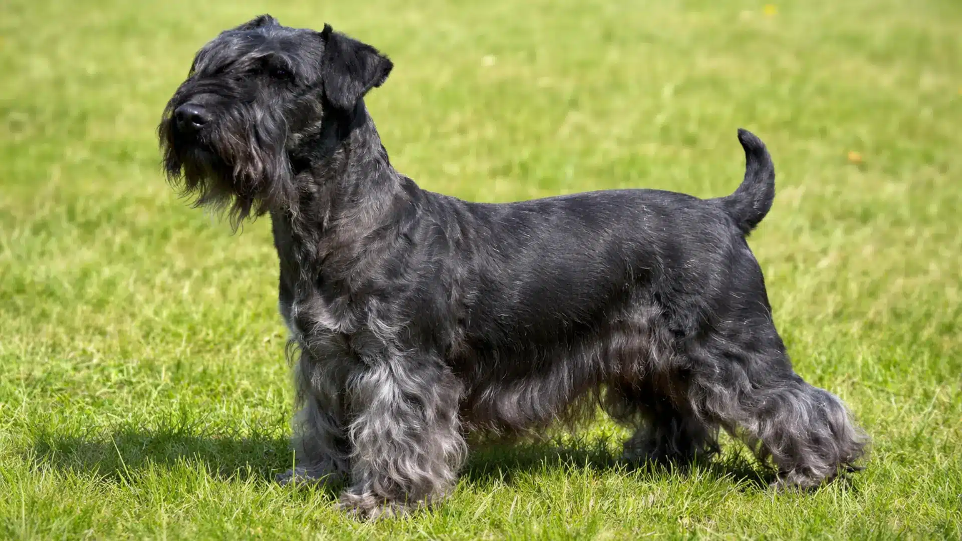Cesky terrier standing on green grass, dark gray coat with long beard and eyebrows in sunny outdoor setting