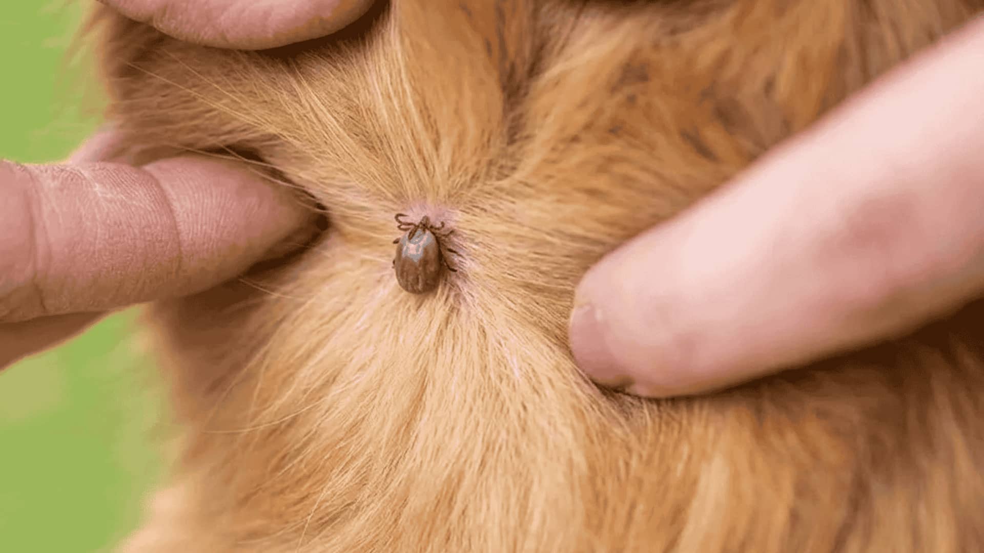 Checking for Canine Bartonellosis A close-up of hands on a golden dog, revealing a tick