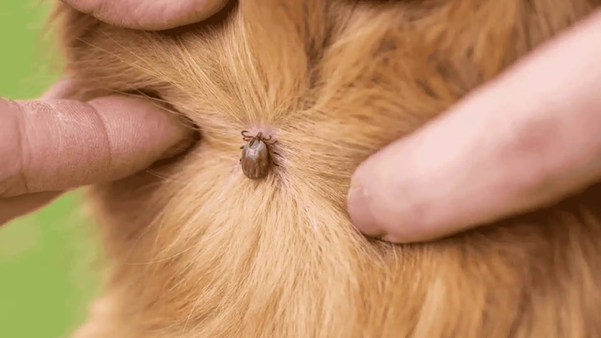 Checking for Canine Bartonellosis A close-up of hands on a golden dog, revealing a tick