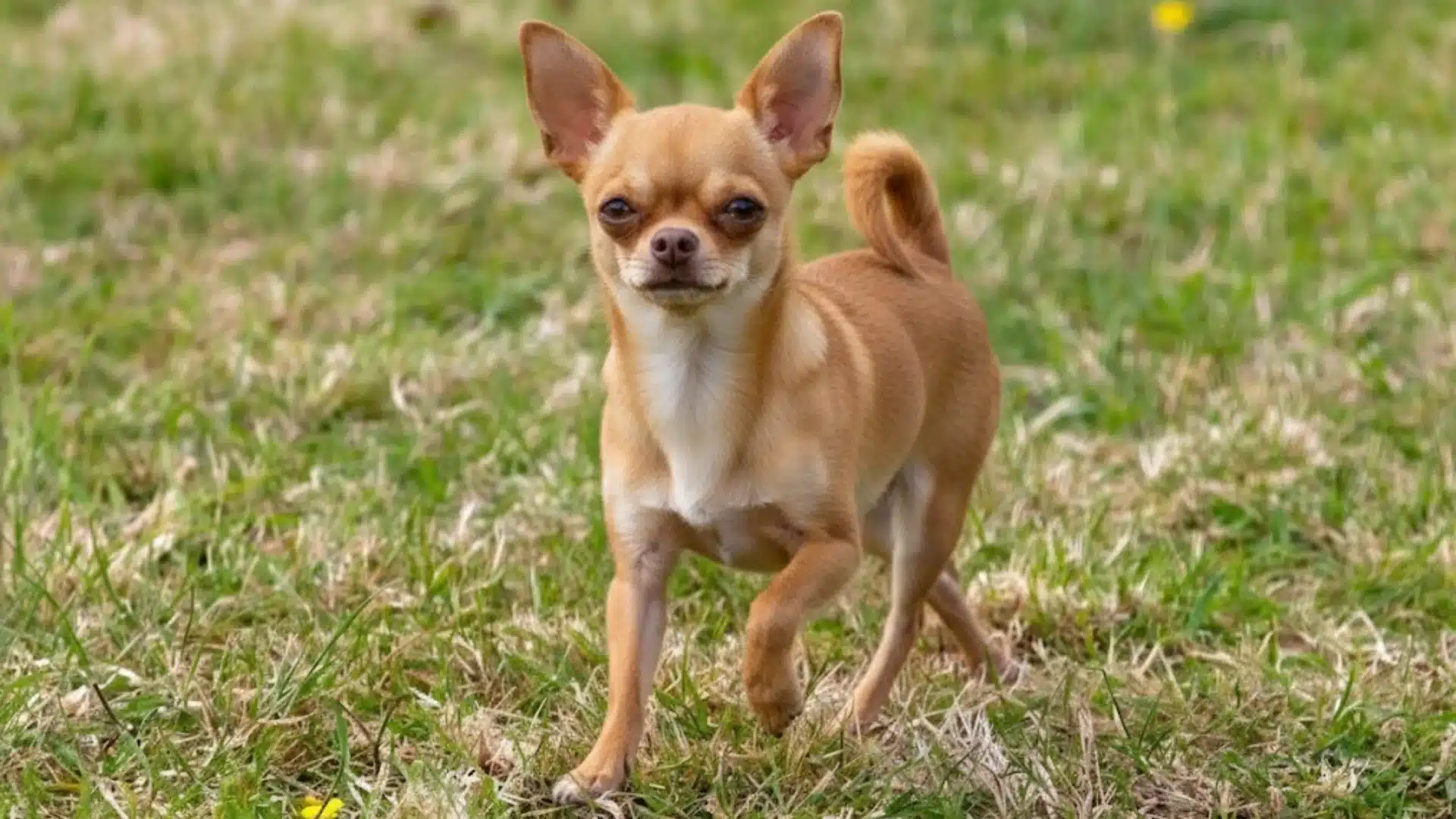 Chihuahua walking on grassy field outdoors with raised paw and alert expression in natural setting