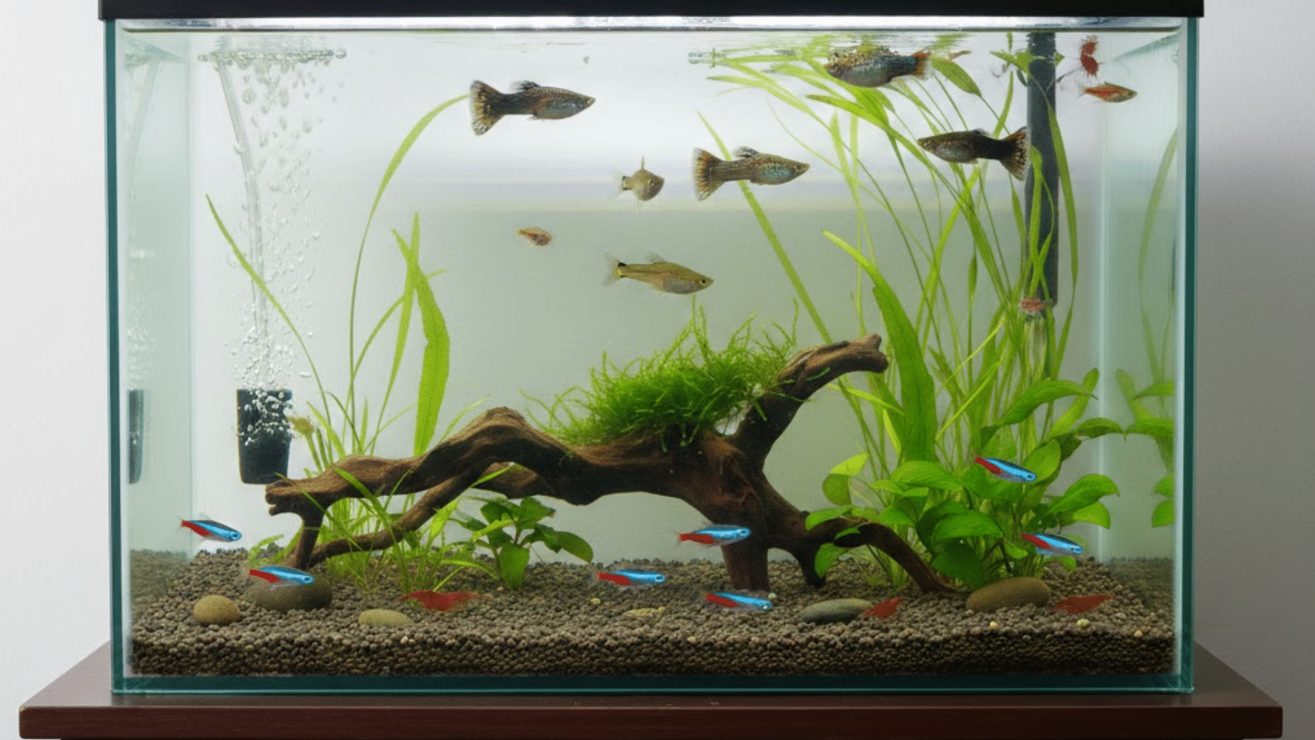 Clean planted 10-gallon tank on a wooden stand showing small schooling fish, driftwood, tall plants and gentle air bubbles