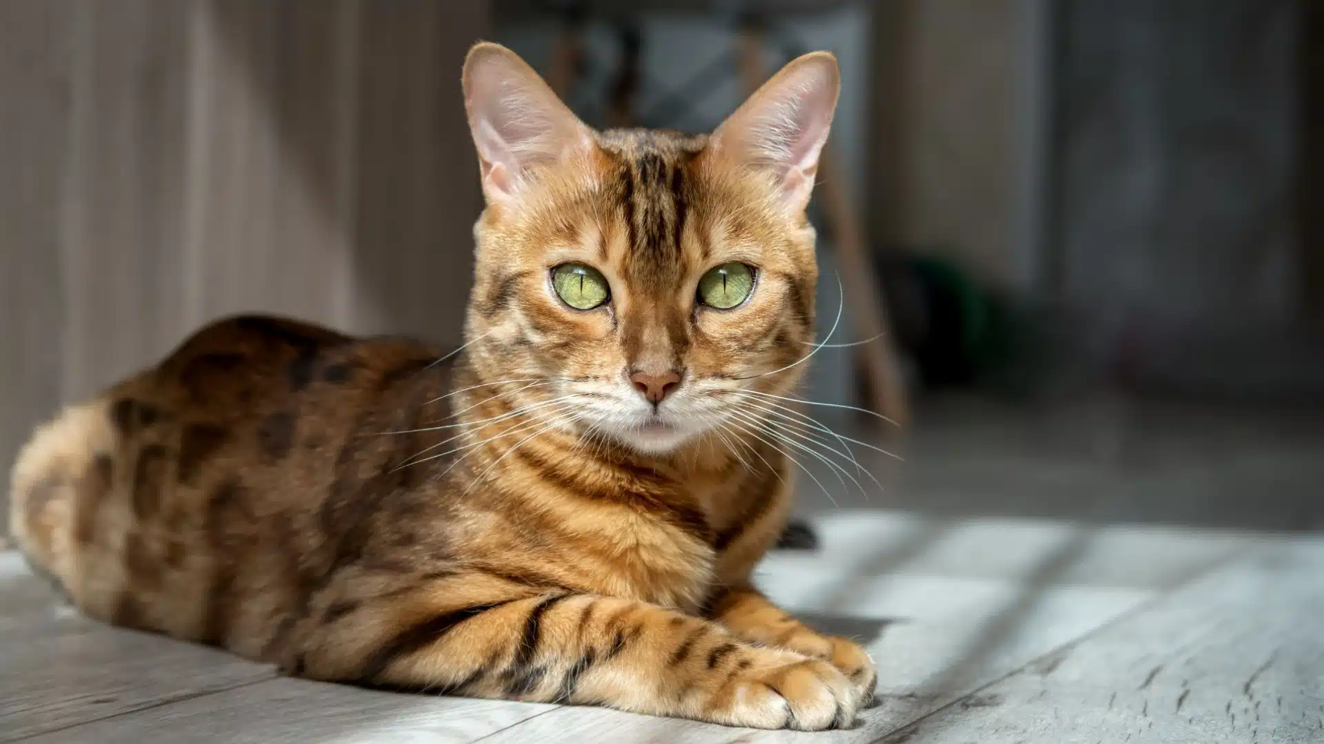 Close up of a Bengal cat with green eyes and spotted brown coat resting indoors on a wooden floor in natural light