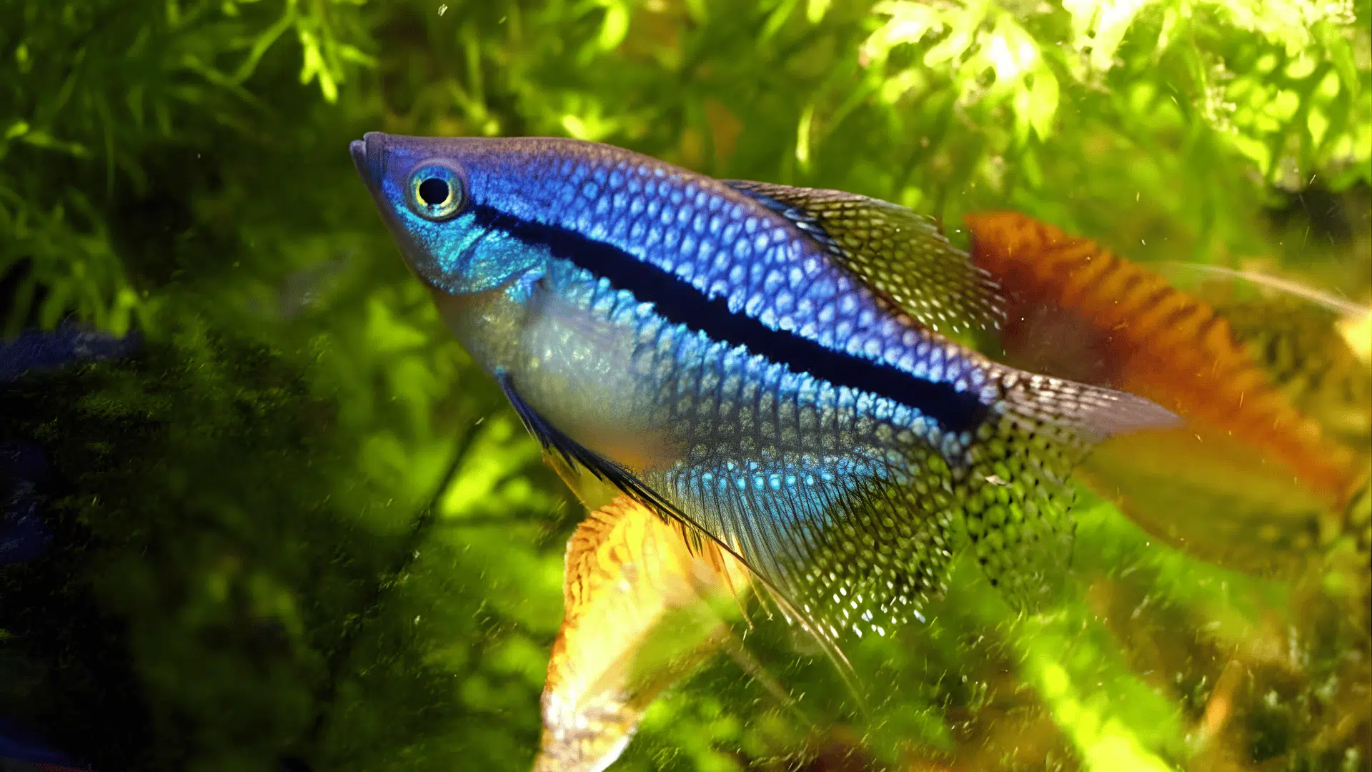 Close up of a colorful pearl gourami swimming near green aquatic plants