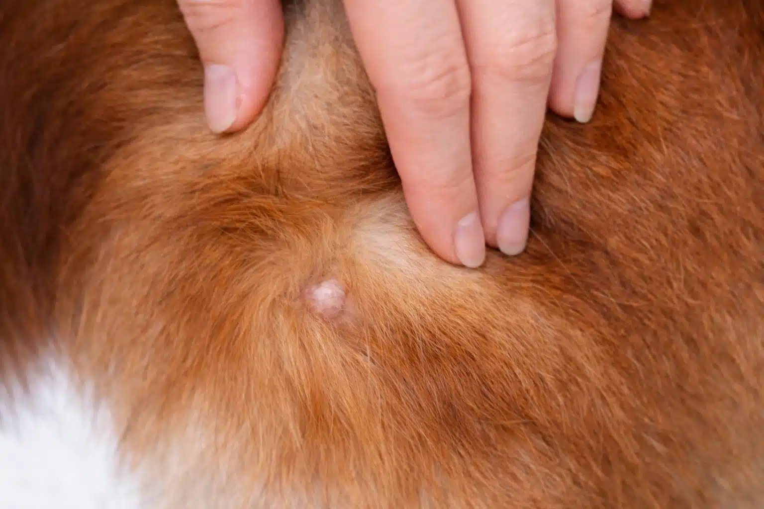 Close up of dog fur parted to show small raised skin lesion or lump on back