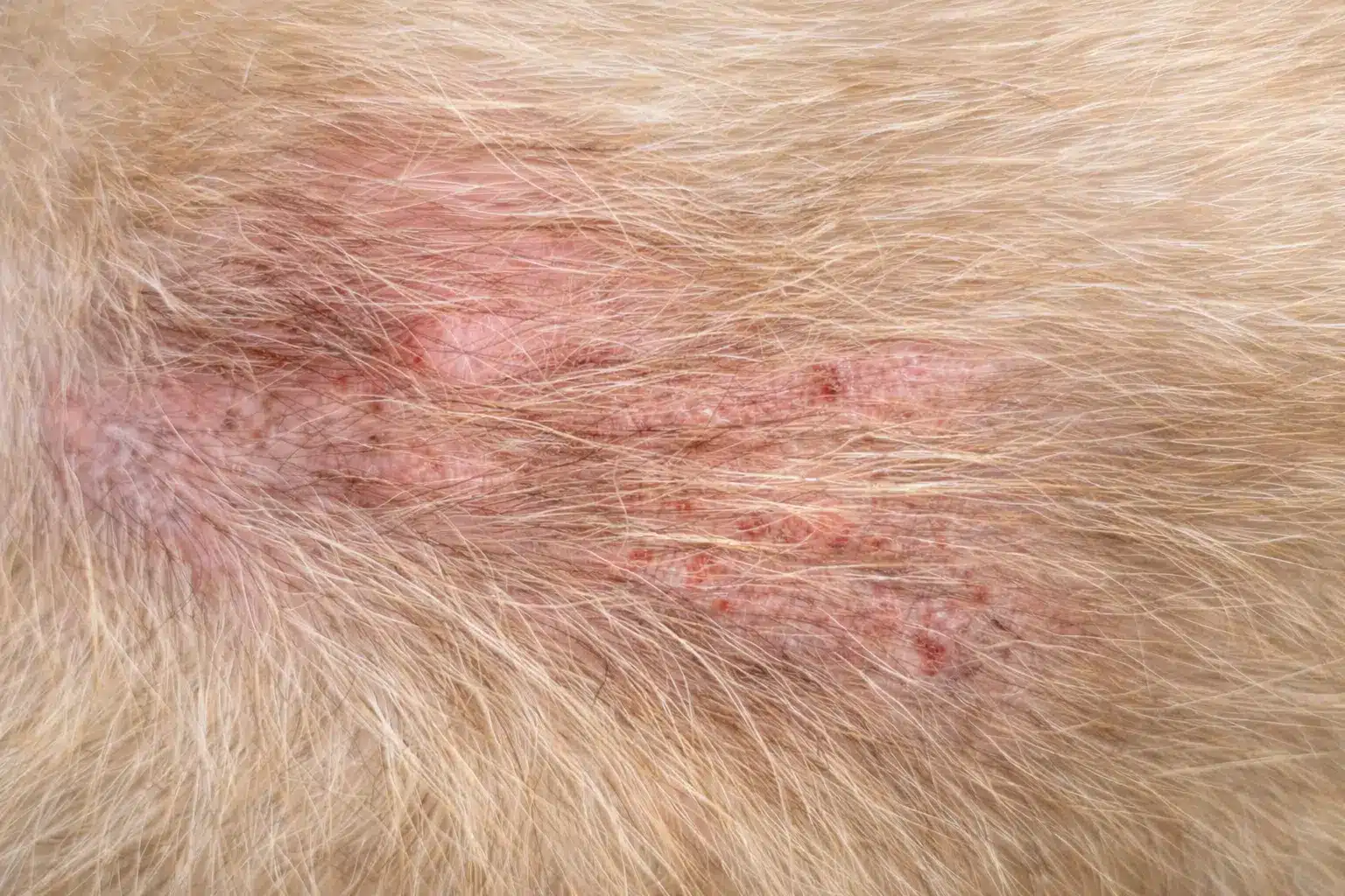 Close up of dog skin with red inflamed rash and irritation caused by allergic dermatitis