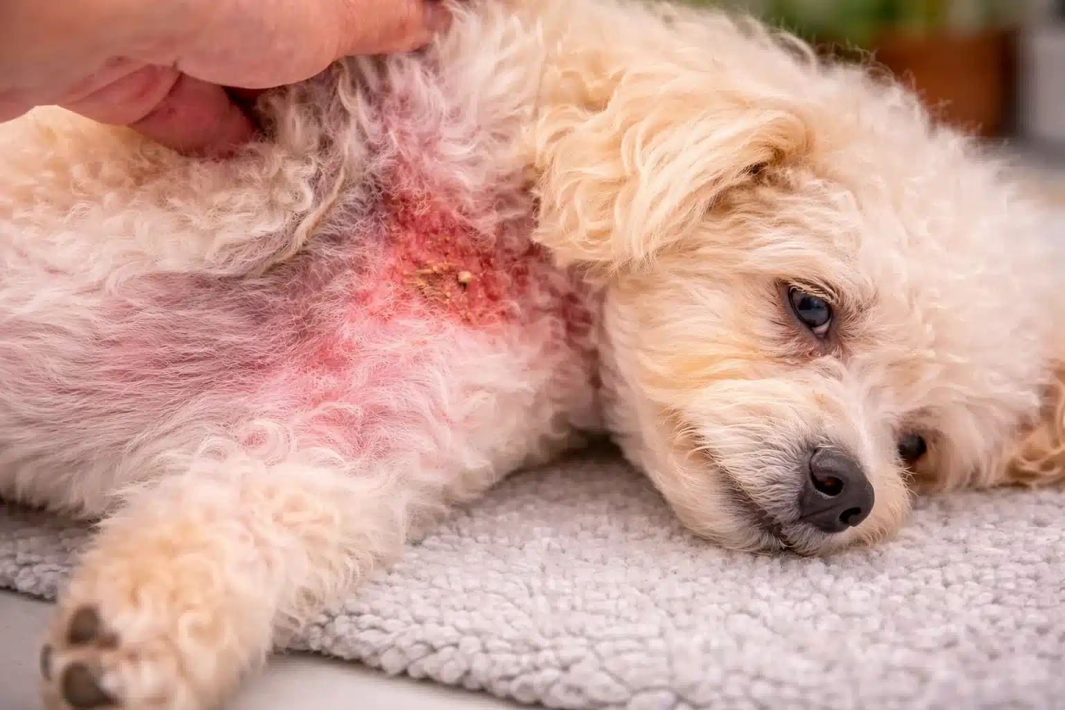 Close up of dog with red inflamed skin rash on belly while owner lifts fur to show irritation indoors