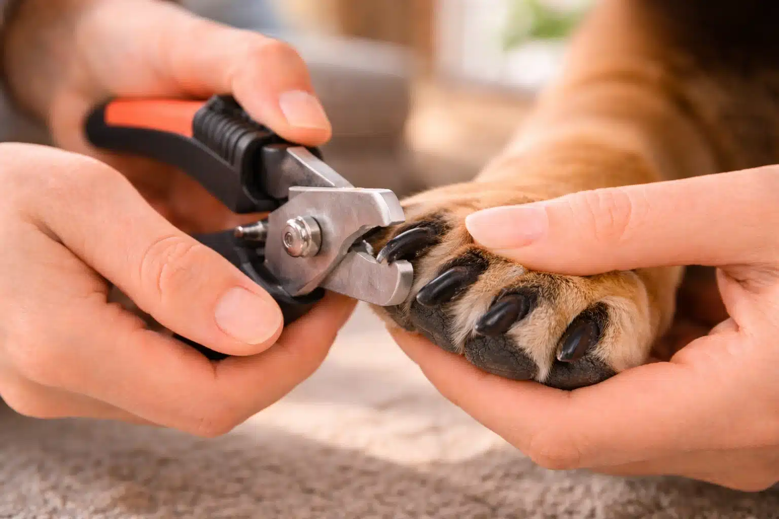 Close up of person trimming dog nails with clippers while holding paw