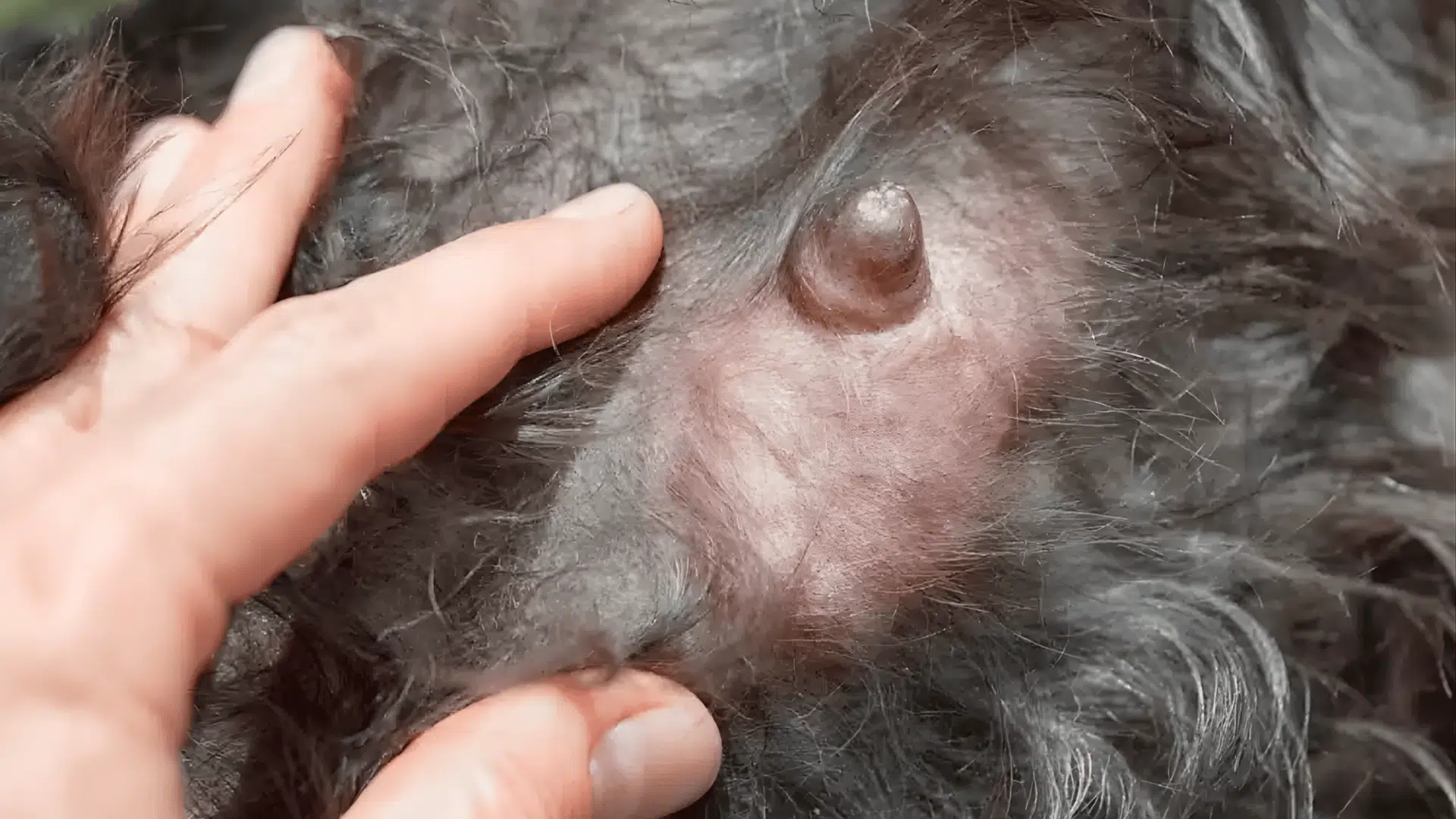 Close up of swollen mammary gland showing mastitis in dog, with redness and inflammation visible around the nipple area.