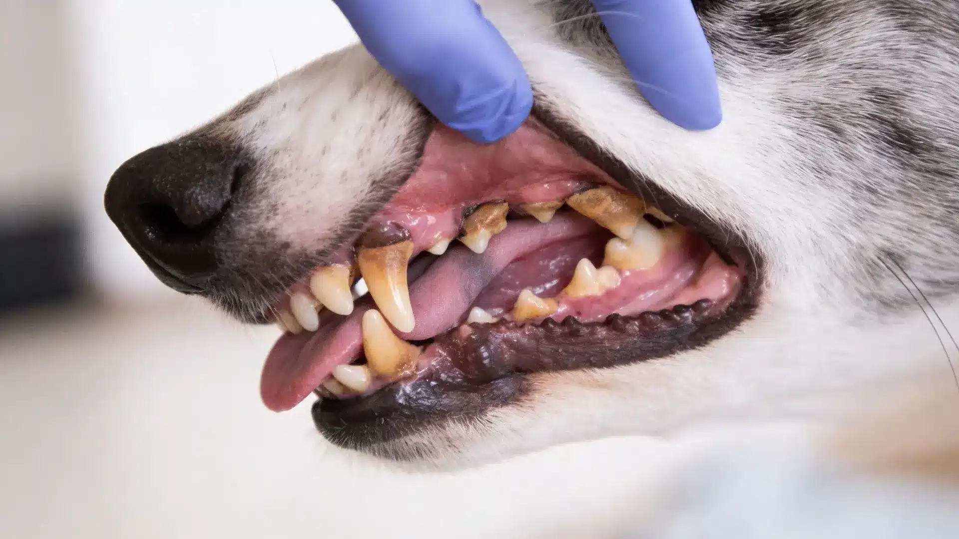 Close up picture of a dog mouth yellow tartar buildup on teeth opened by gloved showing signs of dog tooth decay