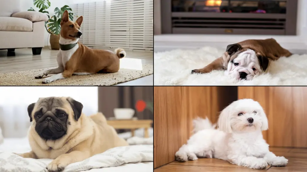 Collage of Basenji, Bulldog, Pug, and Maltese relaxing indoors in bright modern apartment settings