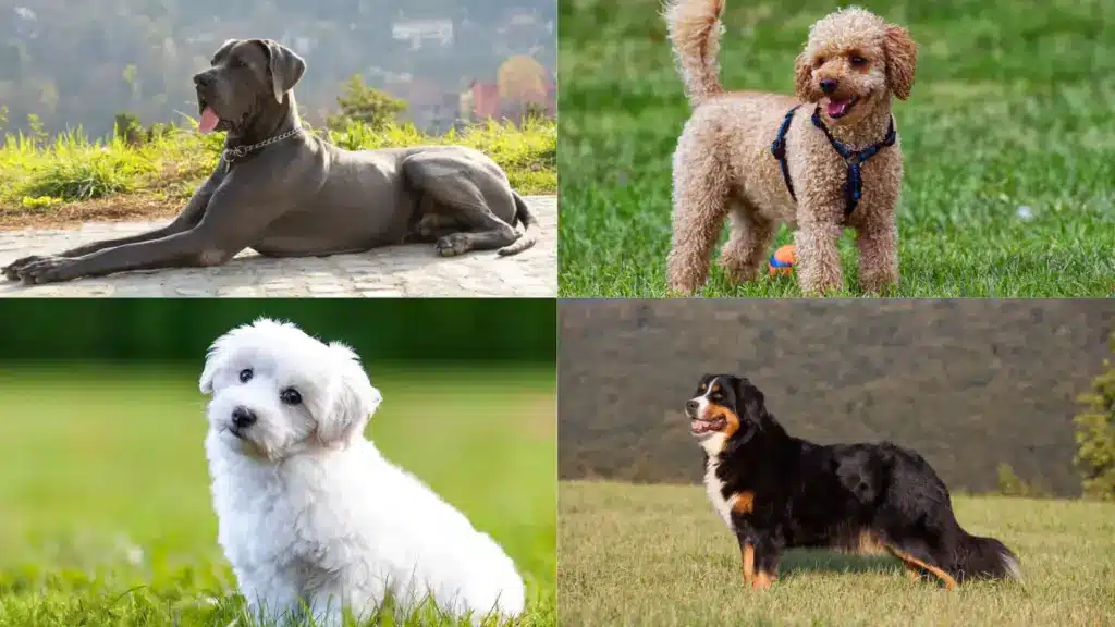 Collage of Great Dane, Poodle, Maltese, and Bernese Mountain Dog standing or resting outdoors on grass