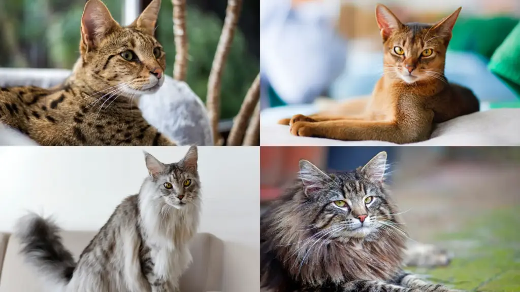 Collage of four different large exotic cat breeds resting indoors and outdoors