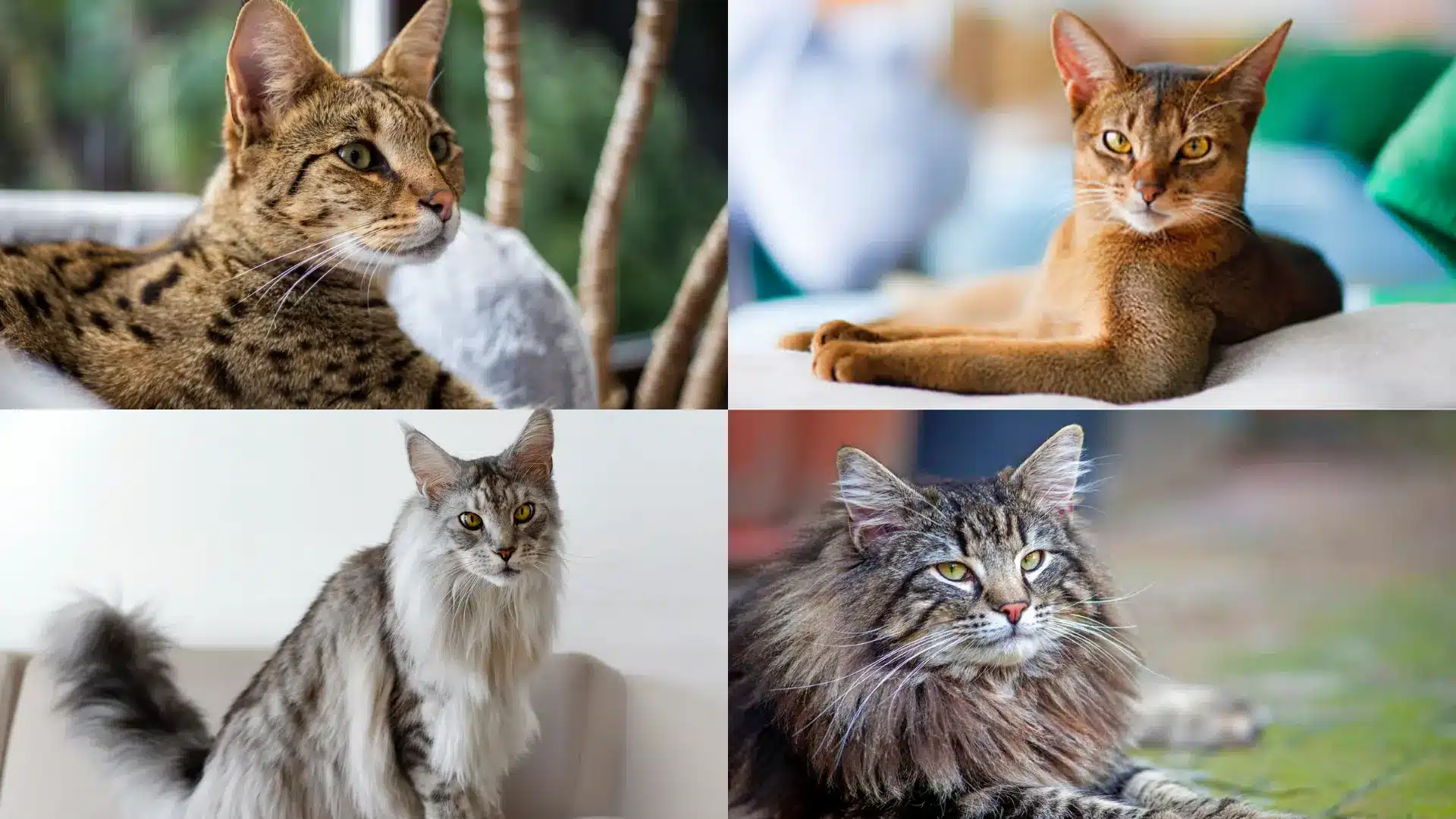 Collage of four different large exotic cat breeds resting indoors and outdoors