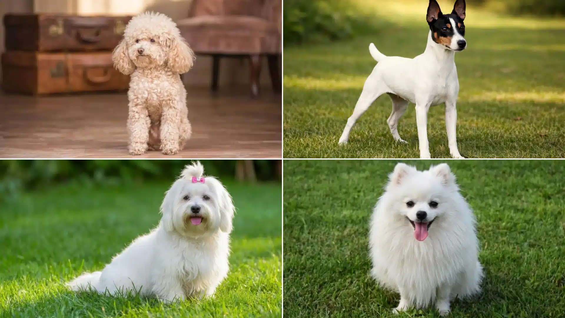 Collage of four small dog breeds including Poodle, Toy Fox Terrier, Havanese, and Pomeranian on grass.