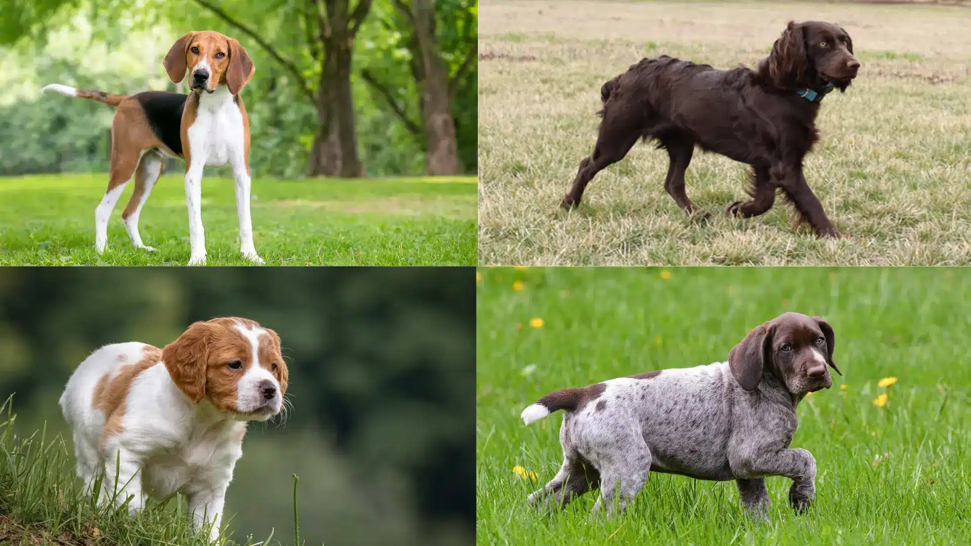 Collage of four small hunting dogs including Beagle, Feild Spaniel, Brittany, and German Shorthaired Pointer on grass