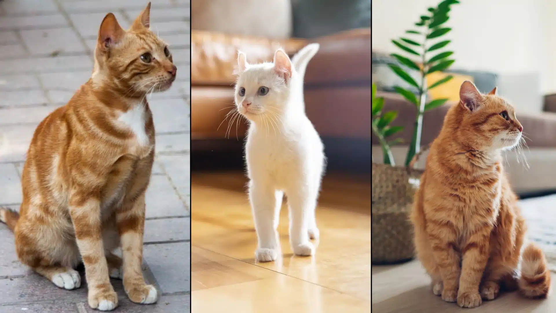 Collage of popular cats including orange tabby and white cats sitting and standing indoors in home settings