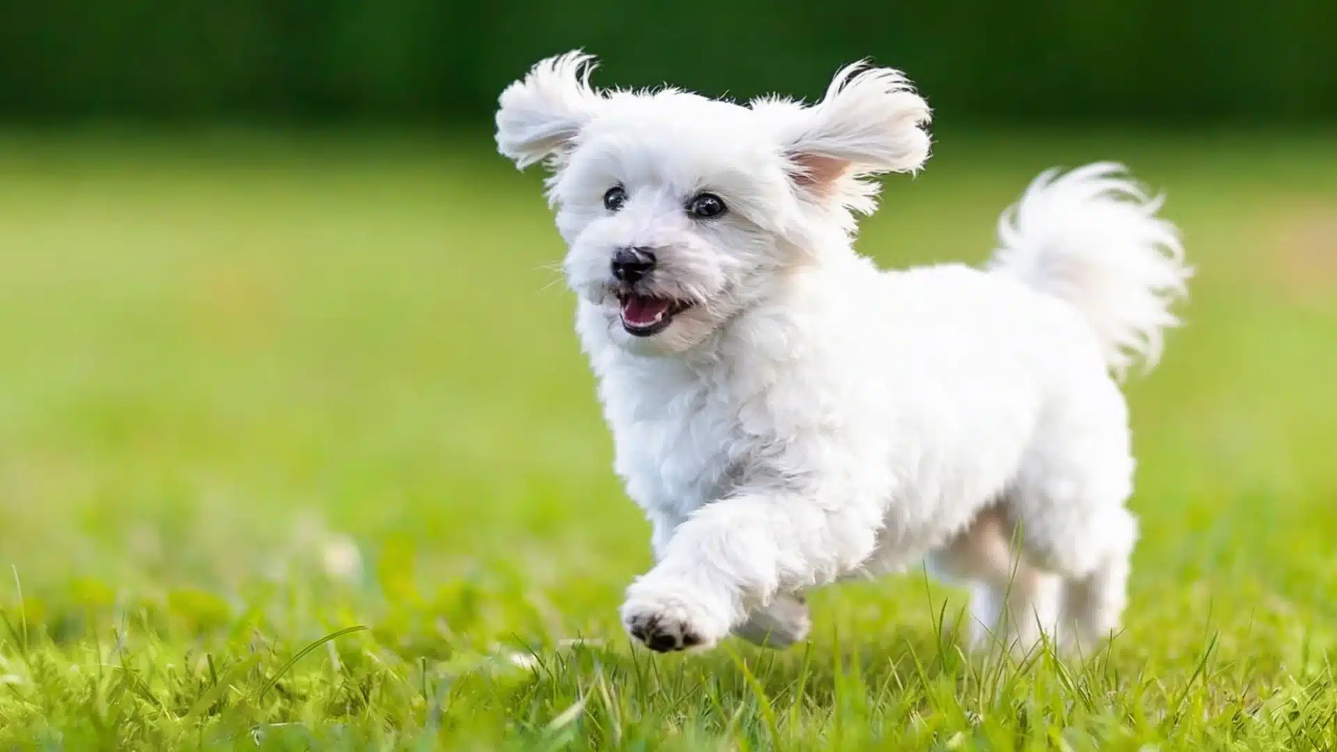 Coton de Tulear running on green grass in park, fluffy white coat with ears flying and playful expression