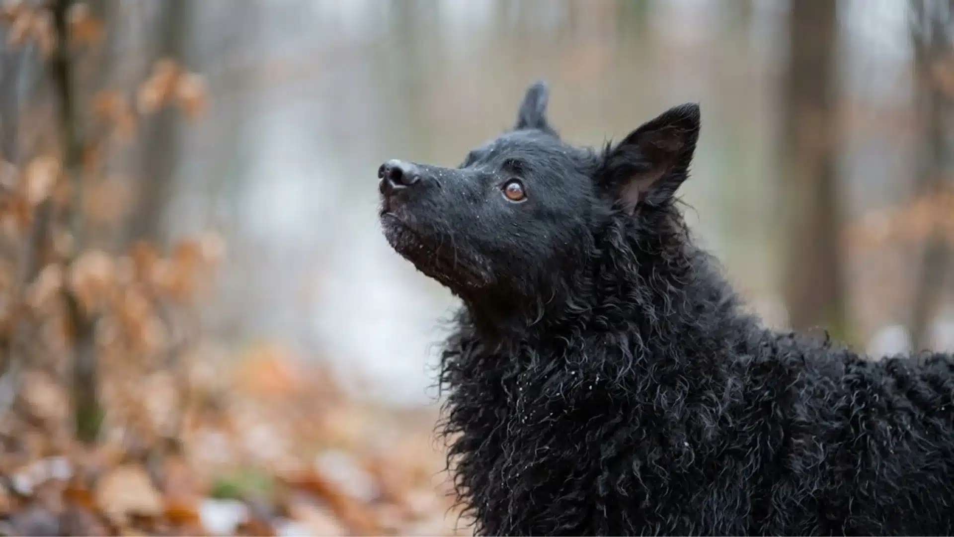 Croatian Sheepdog in a forest setting, showing its curly black coat, alert ears, and agile herding dog appearance