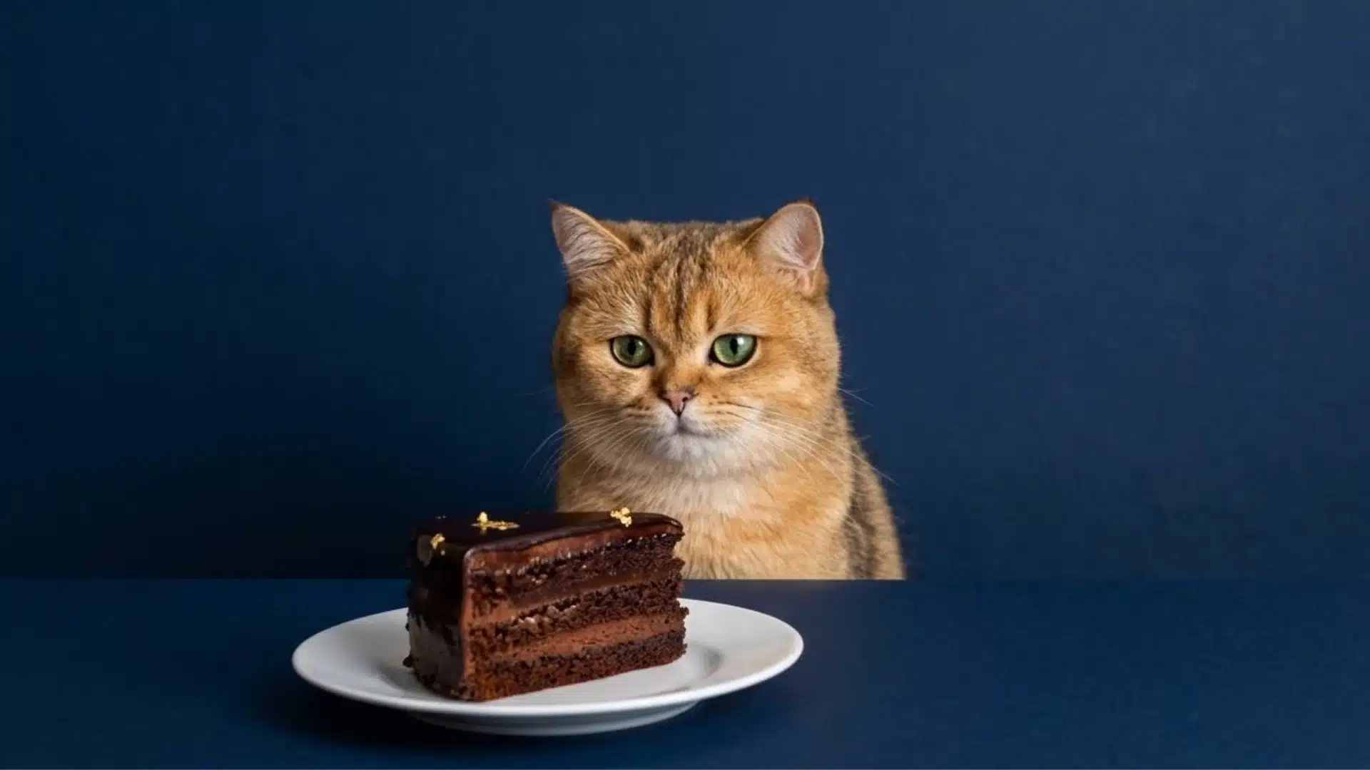 Curious orange cat sitting behind a plate with a slice of chocolate cake on a table against a plain blue background