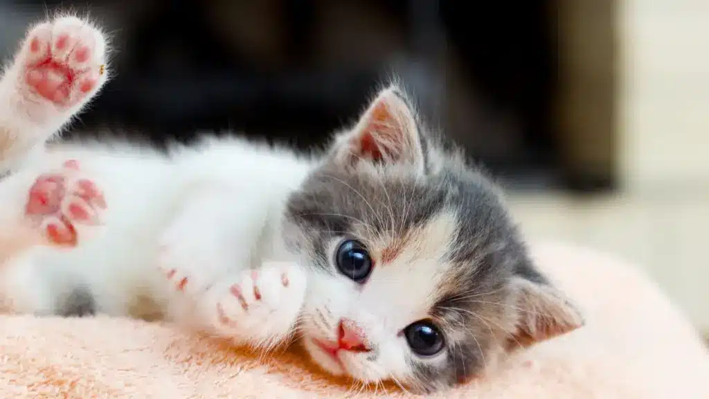 Cute kitten with gray and white fur lies on its back on a soft peach-colored towel, showing pink paws and looking curiously with wide blue eyes