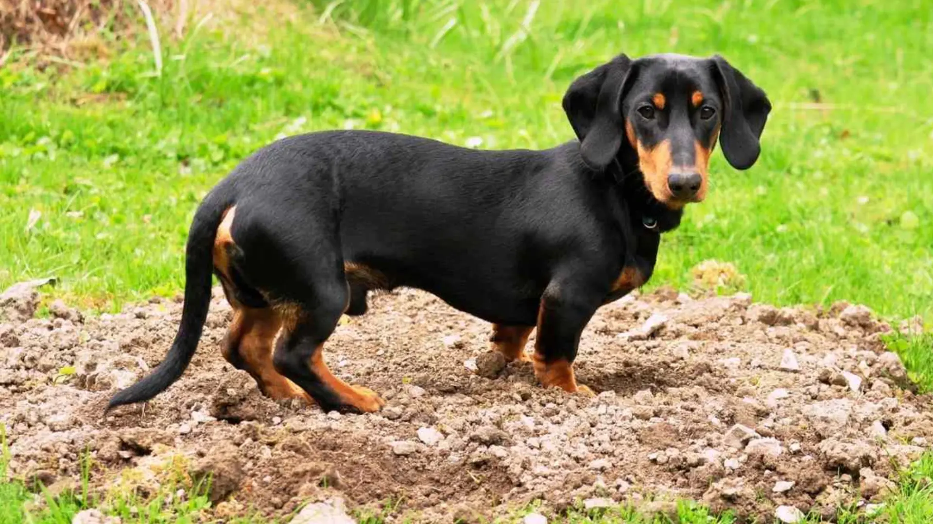 Dachshund standing on soil outdoors with black and tan coat and green grass in the background
