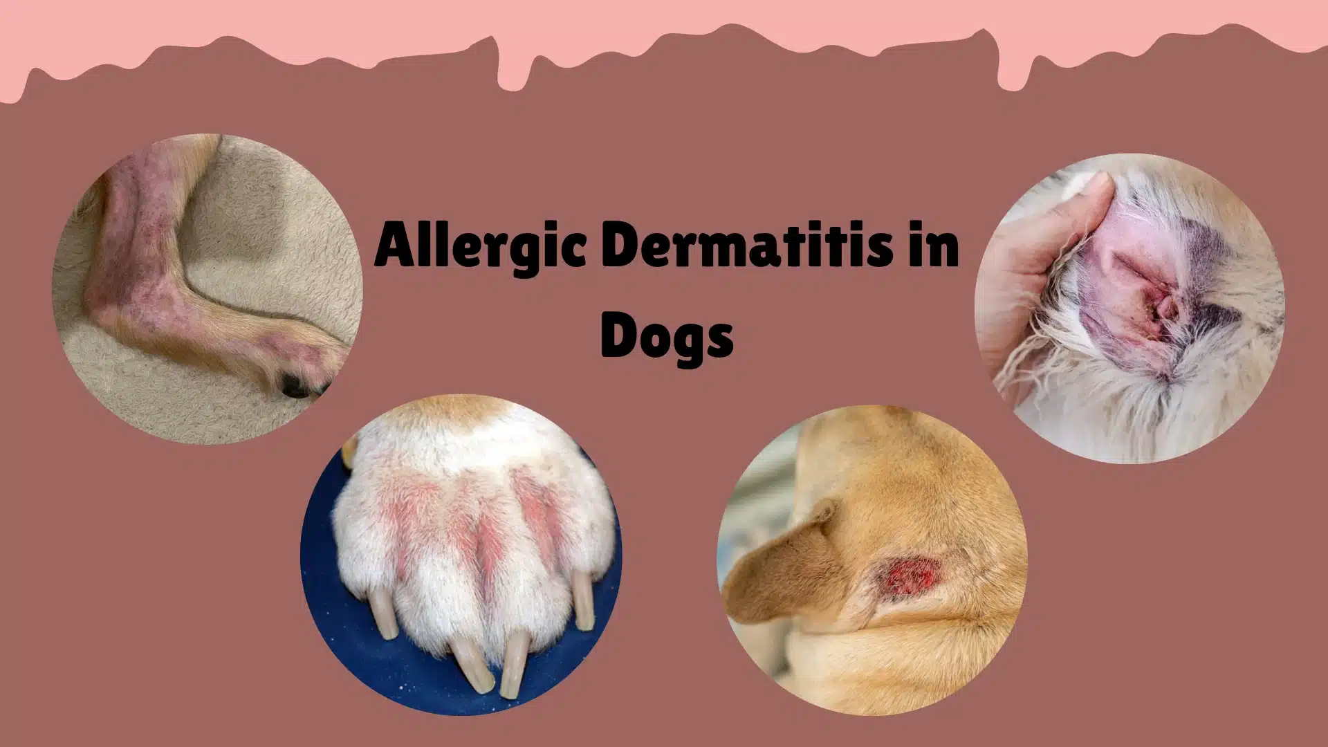 Dog allergic dermatitis shown on paws, ears, legs, and skin with redness, irritation, and inflammation