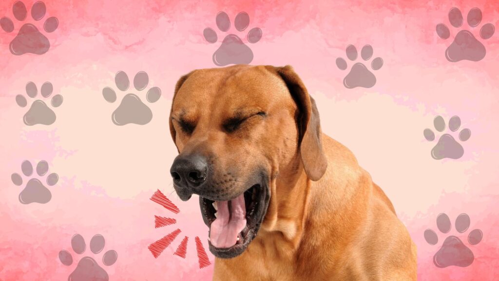 Dog coughing at night with open mouth against paw print background showing signs of respiratory irritation in pets