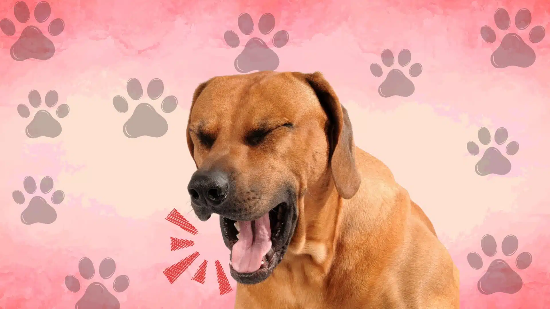 Dog coughing at night with open mouth against paw print background showing signs of respiratory irritation in pets