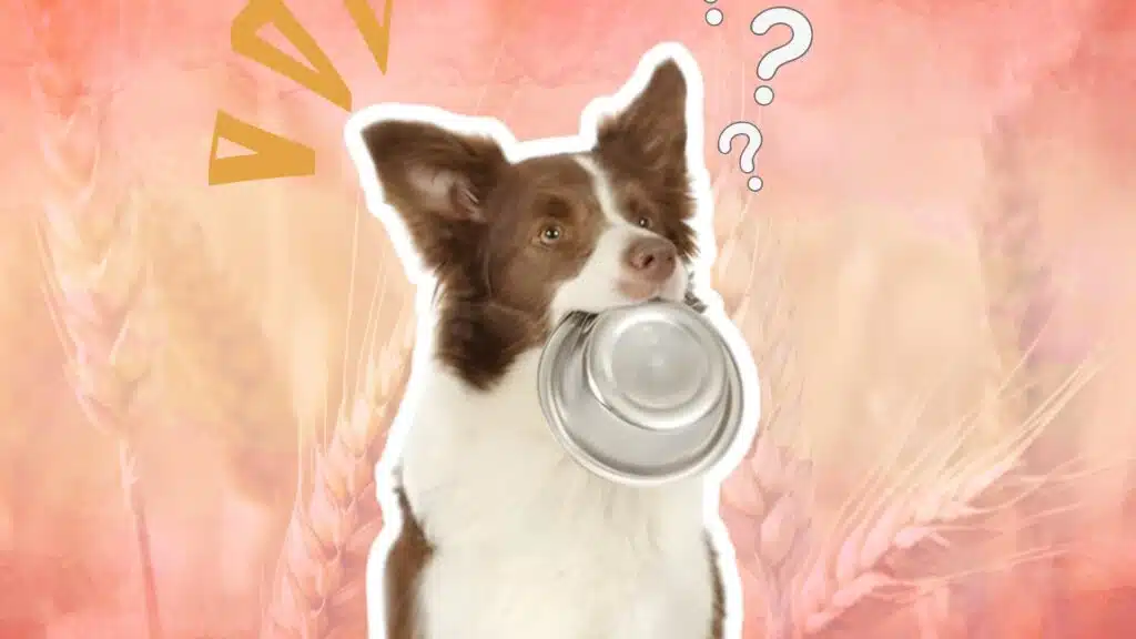 Dog holding empty bowl looking confused with grain background and question marks