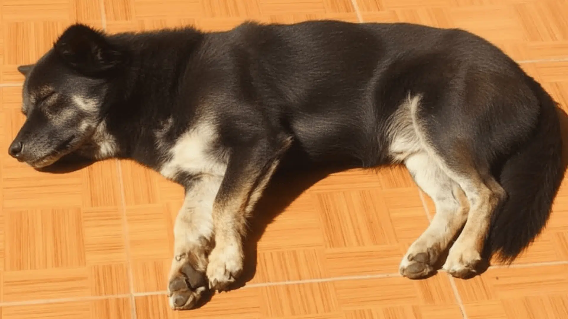 Dog lying on a tiled indoor floor, sleeping peacefully in a warm patch of sunlight.