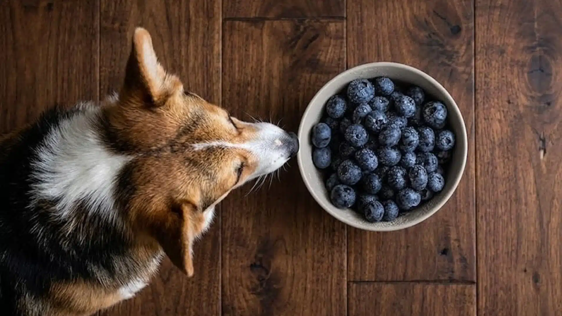 Dog sniffing bowl of fresh blueberries on wooden floor, showing healthy fiber-rich snack for dogs