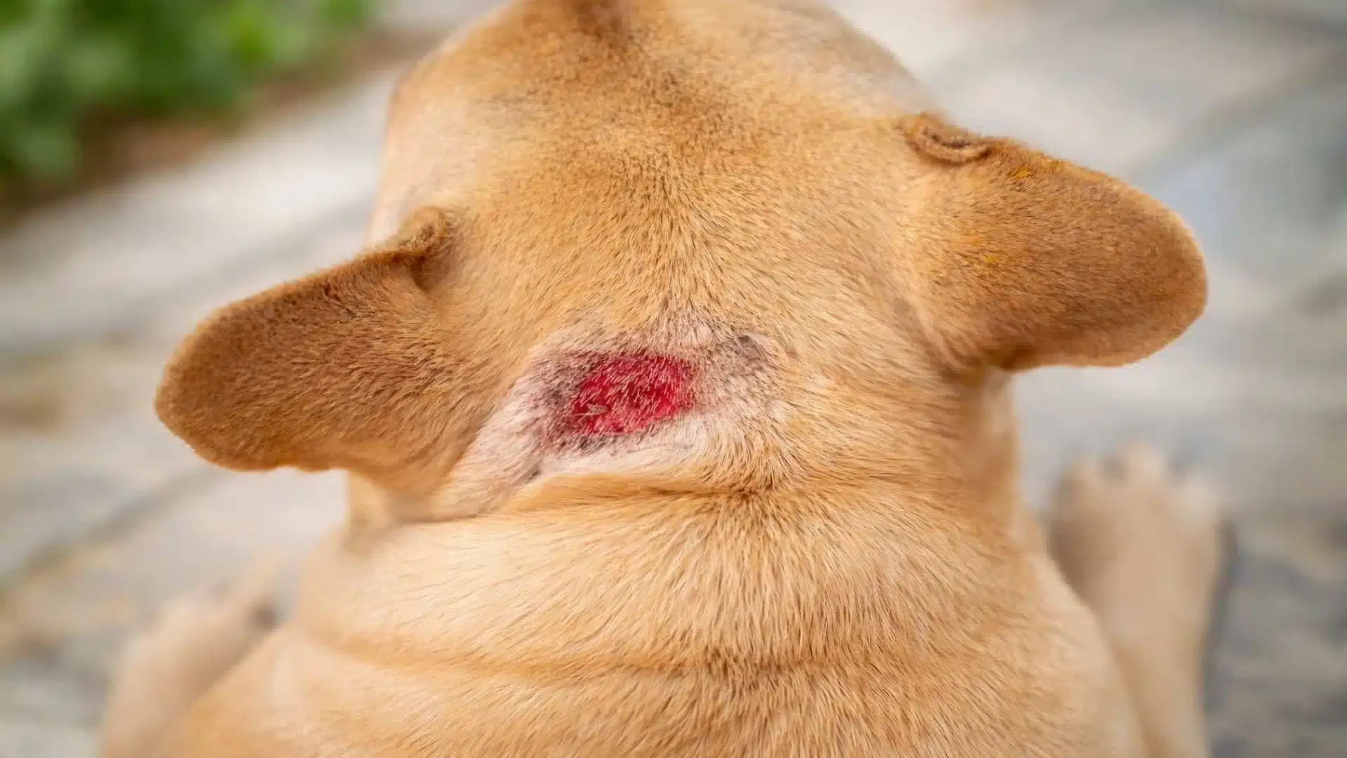 Dog with acute moist dermatitis hot spot showing red raw skin lesion on the neck
