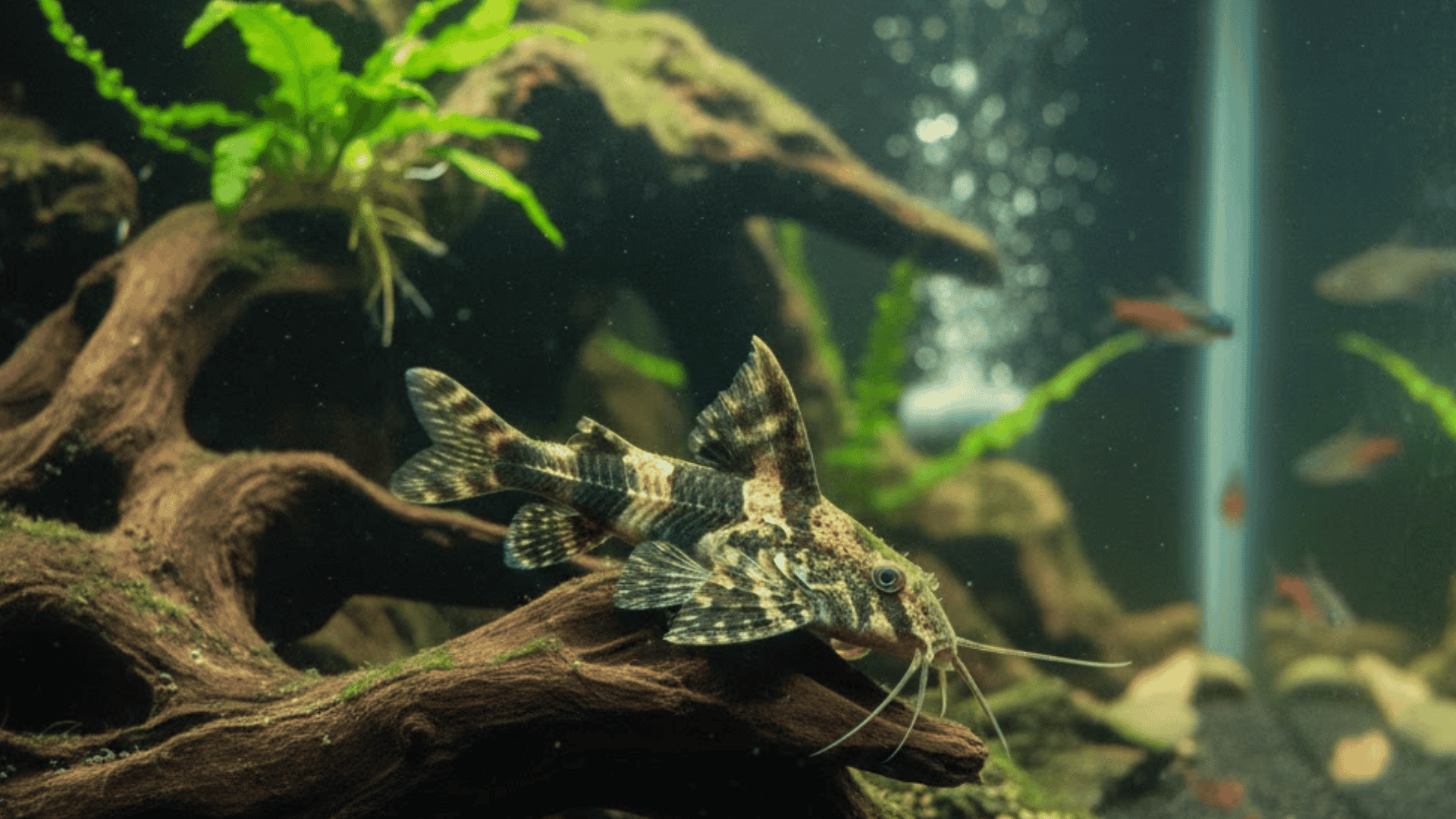 Dwarf Anchor catfish rests on driftwood among plants as bubbles rise in a freshwater aquarium