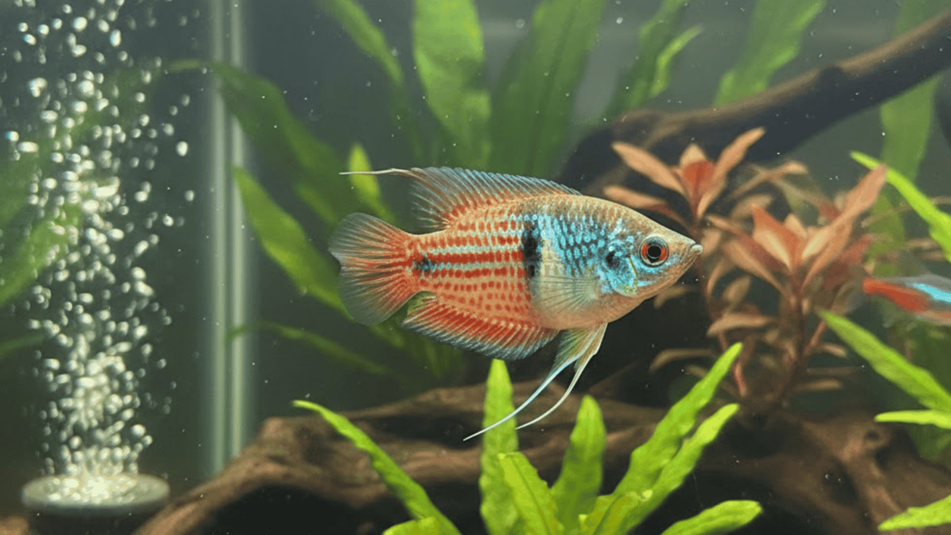 Dwarf Gourami swimming in planted aquarium with driftwood gravel and bubbling air stone