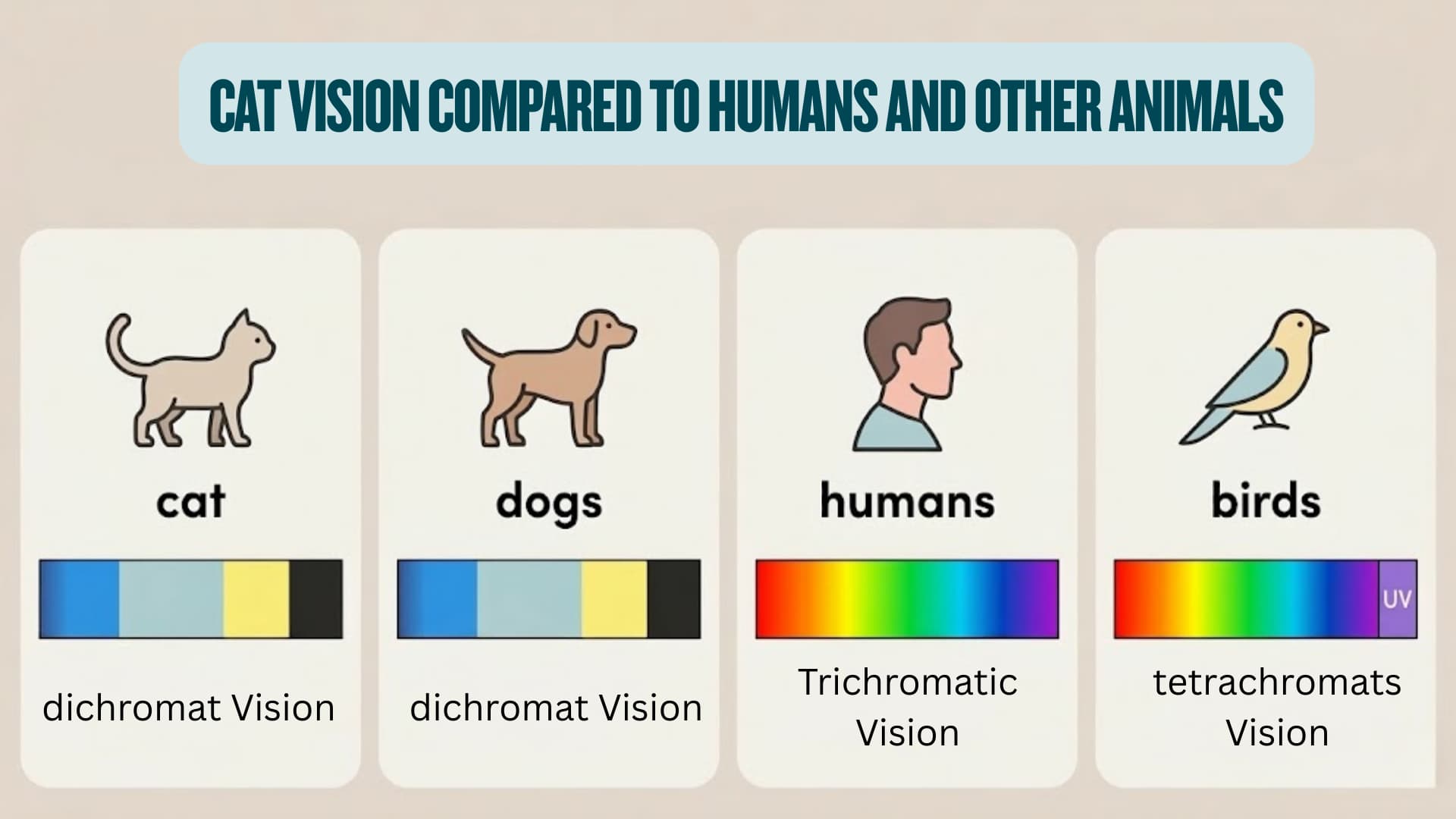 Educational infographic comparing cat vision with other animals, clean scientific style, soft neutral background