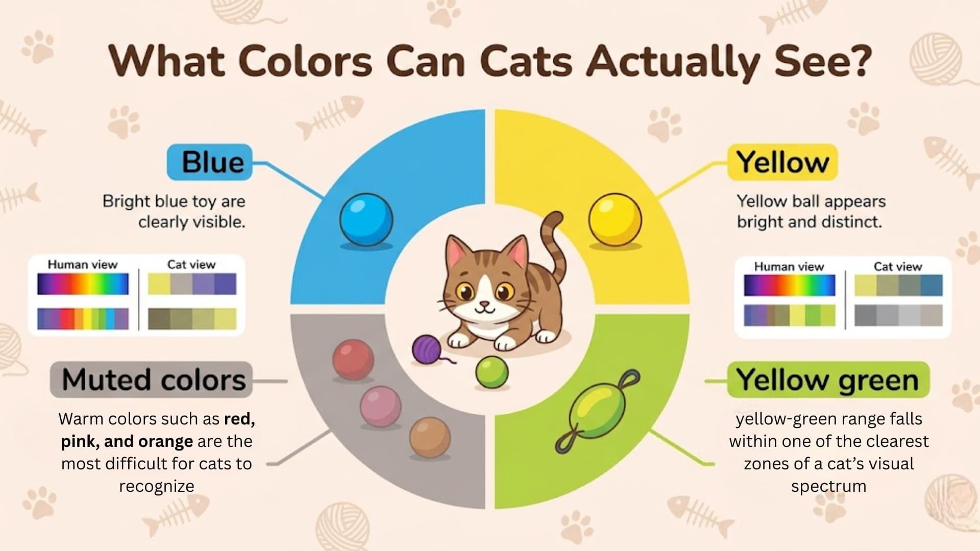 Educational infographic showing what colors cats can see, titled What Colors Can Cats Actually See