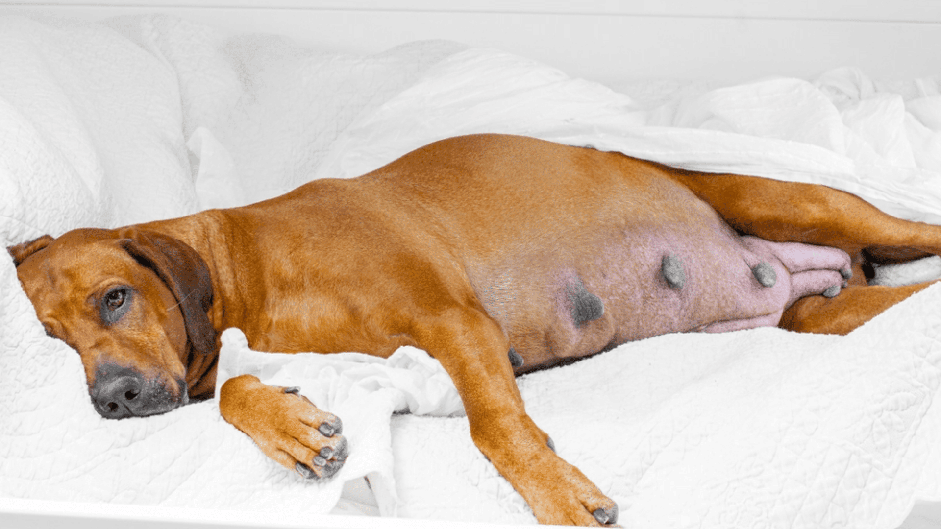 Female dog lying on bedding with swollen mammary glands, showing visible signs of mastitis and discomfort during rest