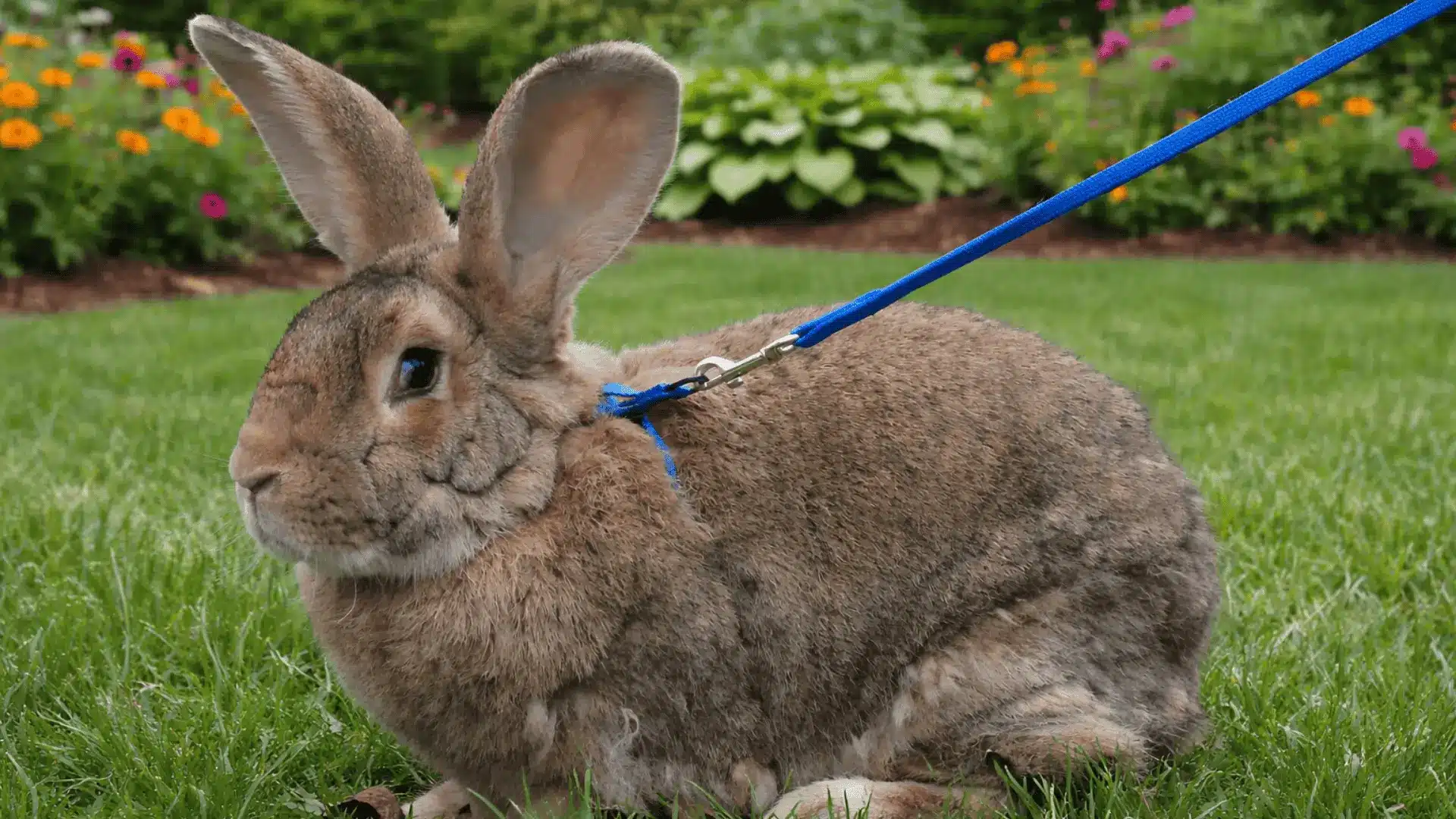 Flemish Giant rabbit sitting on grass showing large frame, long ears, and dense brown coat