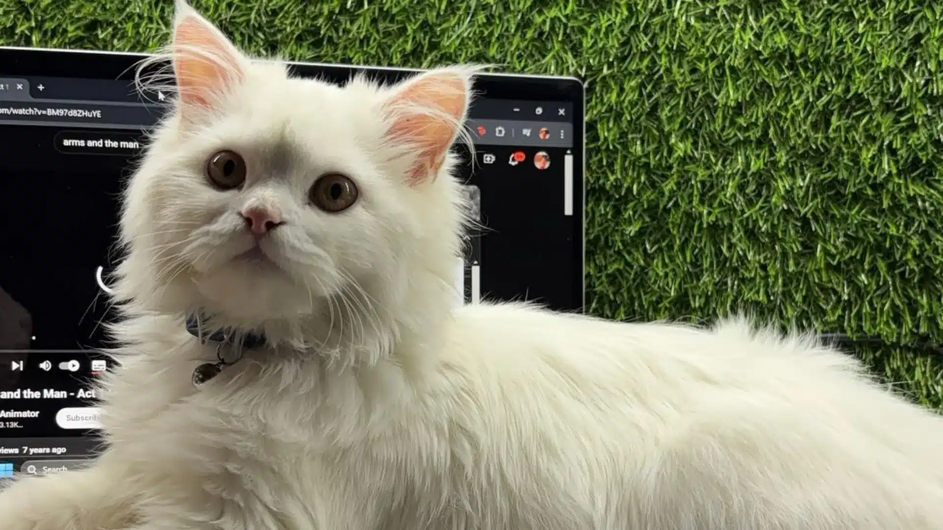 Fluffy white cat with big eyes lying in front of a laptop, against a vibrant green grass wall, conveying curiosity and calmness