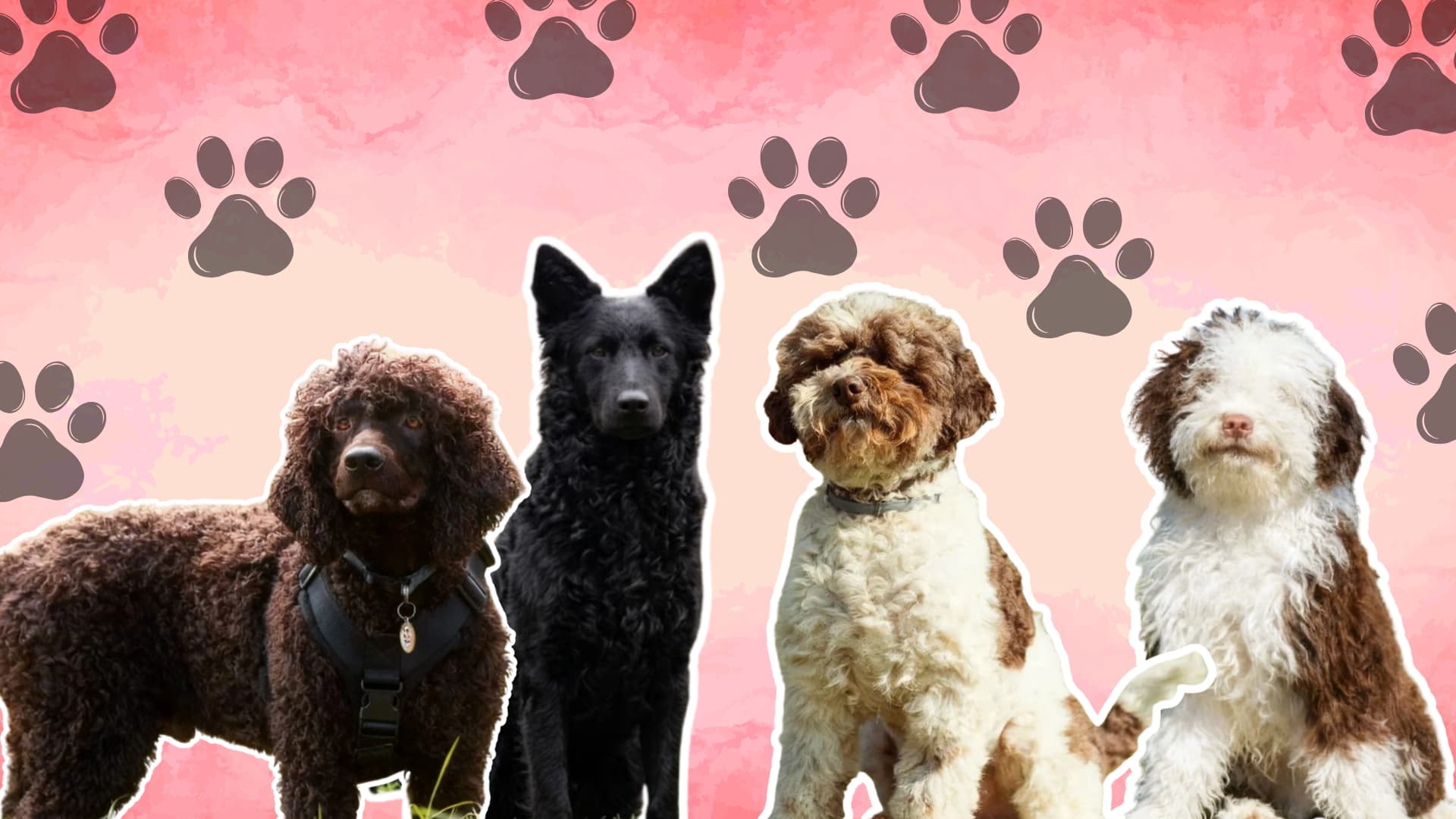 Four curly-haired dogs of different breeds and colors pose against a pink paw print background