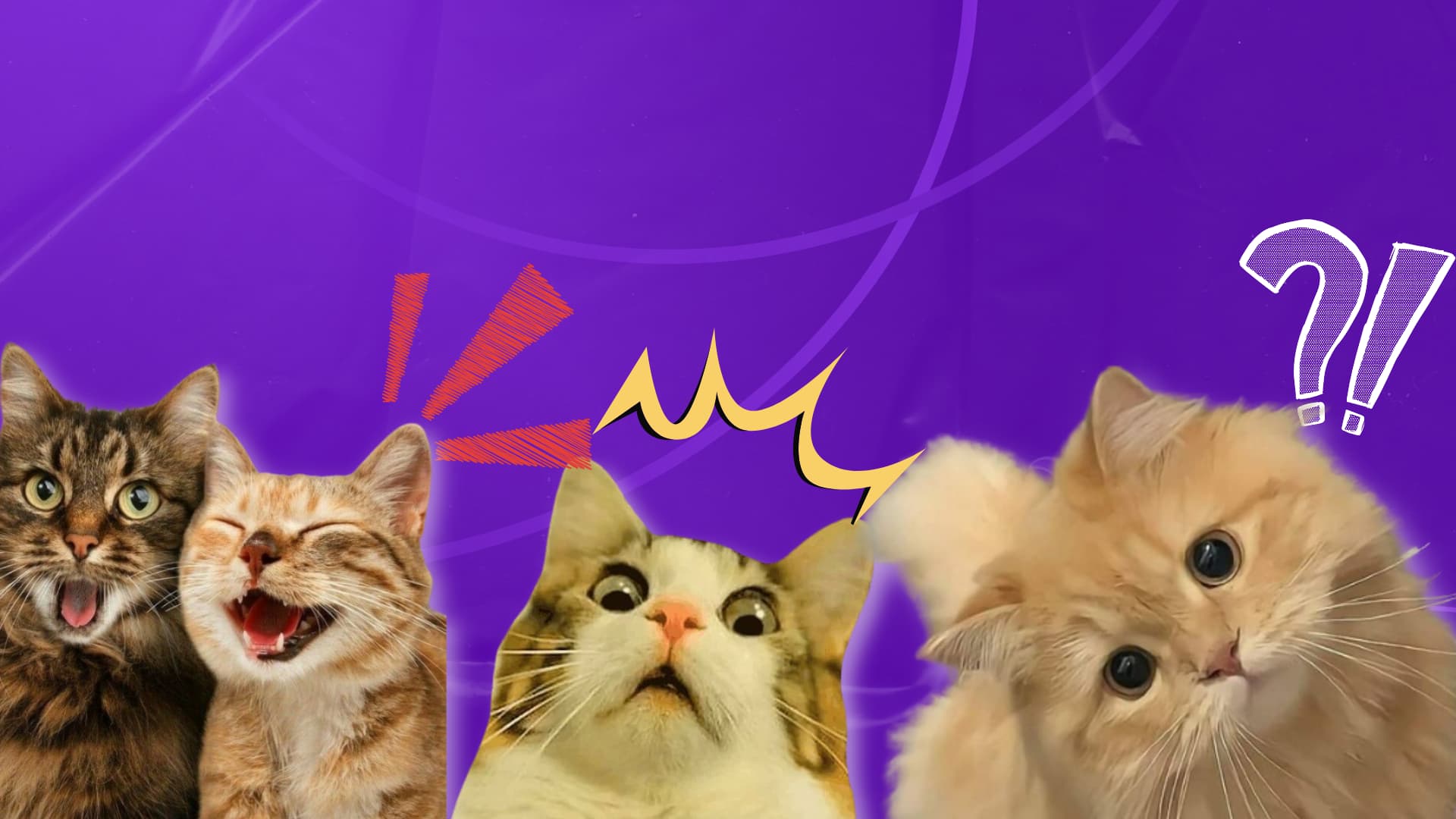 Four surprised-looking cats with expressive faces on a bright purple background with graphic accents