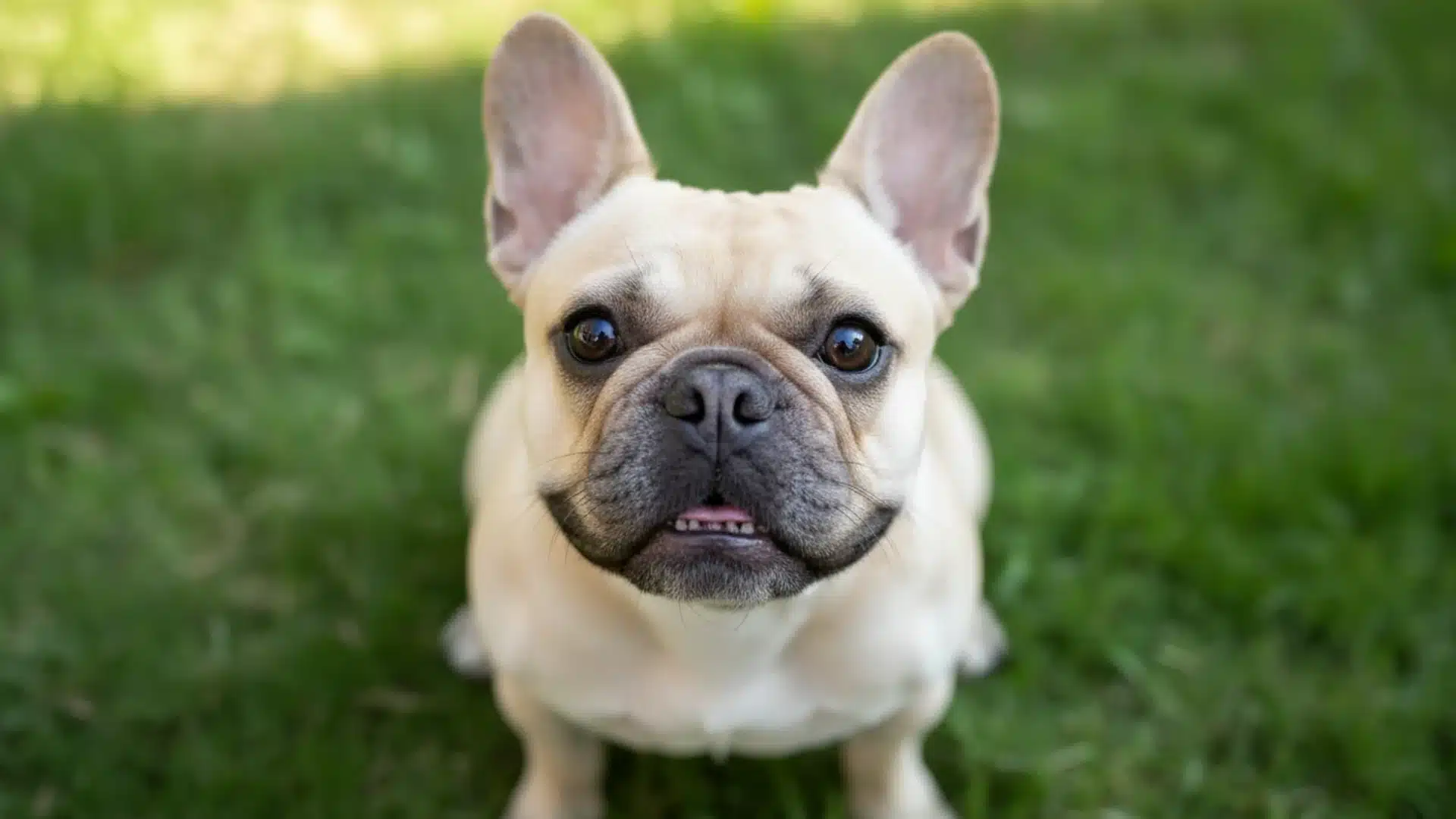 French Bulldog sitting on green grass, looking up with bat ears and expressive face outdoors