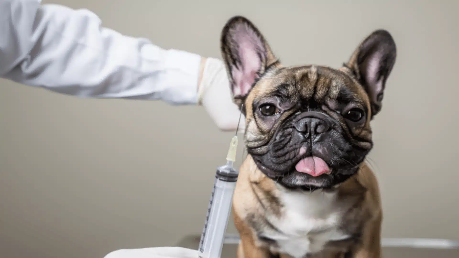 French bulldog receiving a vaccine injection at a veterinary clinic
