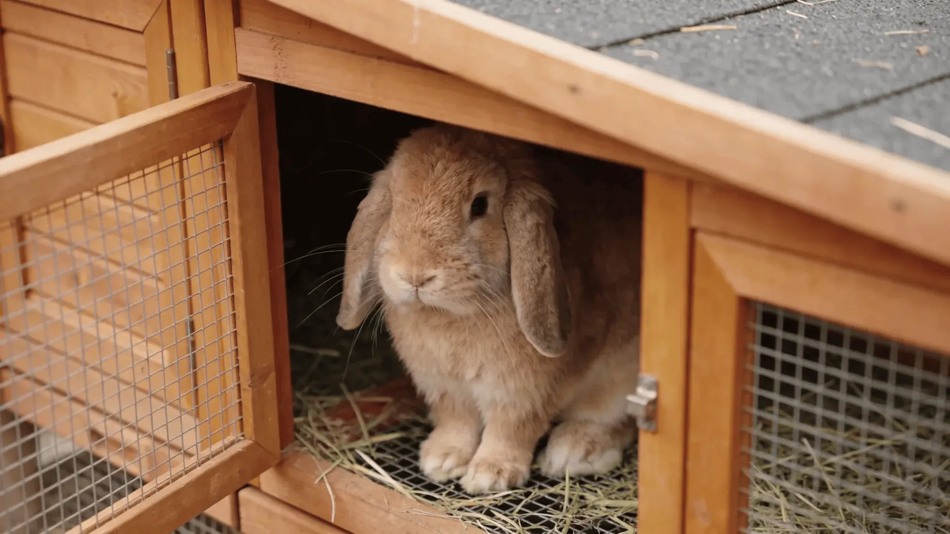 French lop eared rabbit sitting inside a wooden rabbit house with hay bedding and open wire door.