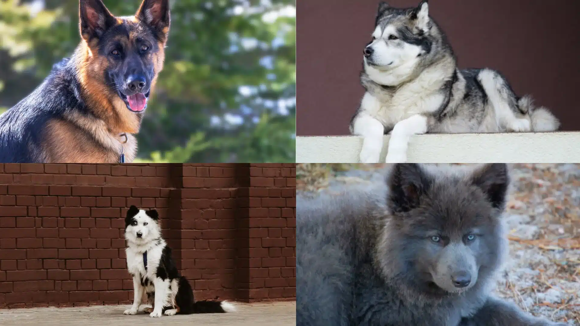 German Shepherd, Alaskan Malamute, Yakutian Laika, and Blue Bay Shepherd shown together in a four-image dog collage