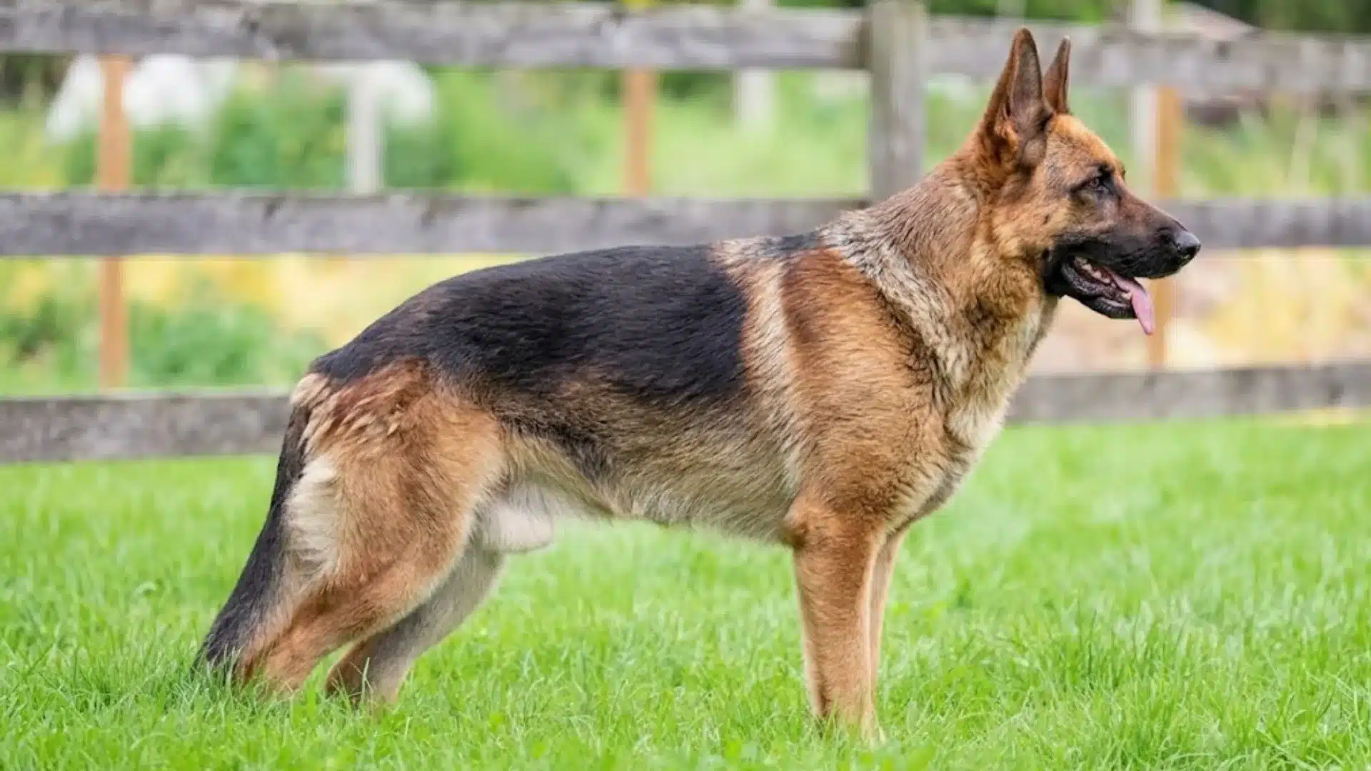 German Shepherd standing on green grass with a wooden fence in the background and trees beyond