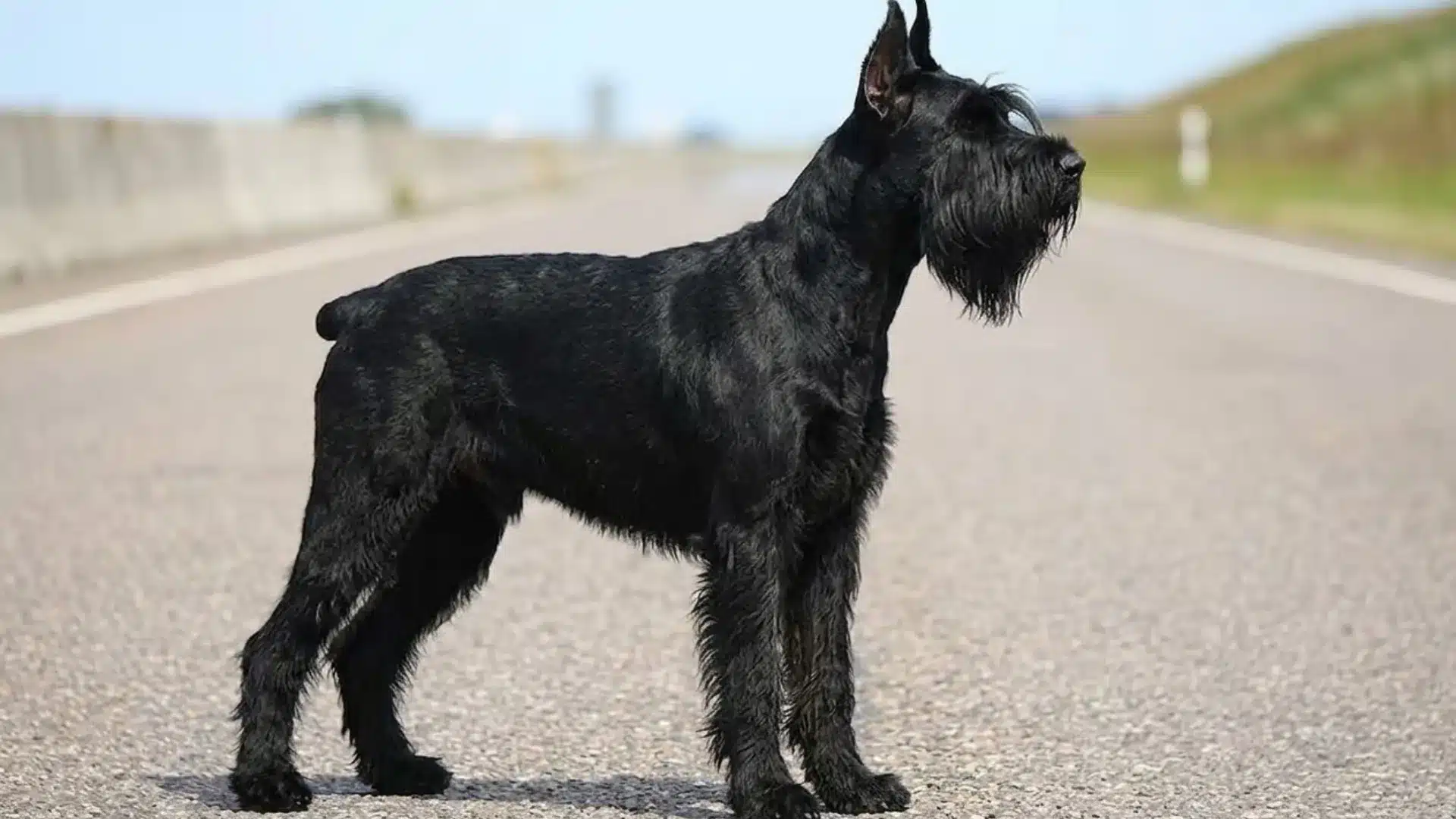 Giant Schnauzer standing on a road, showing its muscular body, dense black wiry coat, and distinctive beard and eyebrows