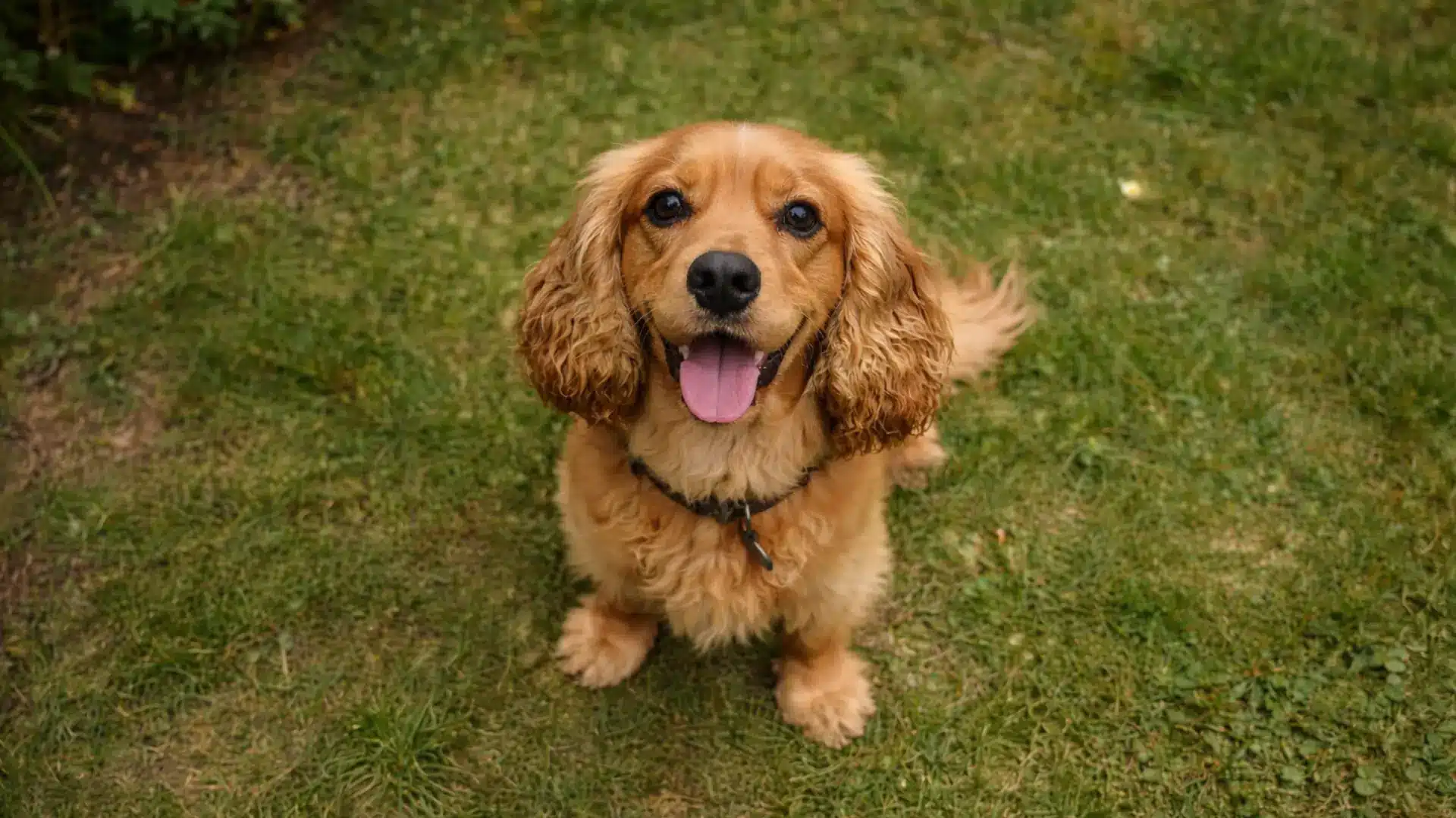 Golden Cocker Spaniel sitting on green grass with tongue out and curly ears visible