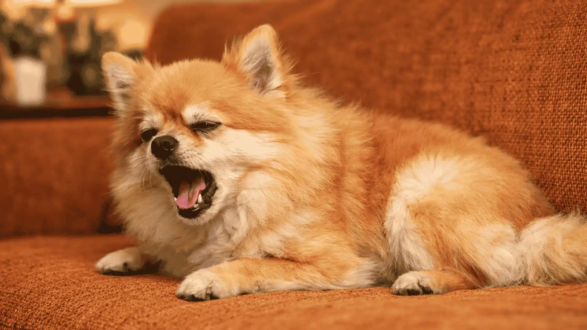Golden Pomeranian coughing while lying on an orange couch indoors