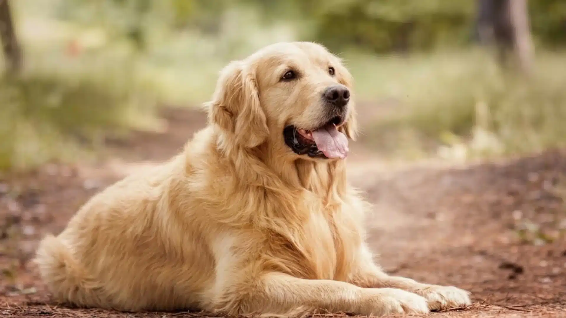 Golden Retriever lying on forest trail, fluffy golden coat with tongue out in peaceful outdoor woodland setting